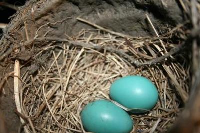 Beautiful Blue Robin Eggs in a Nest in Garage