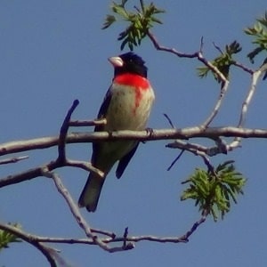 male rose-breasted grosbeak