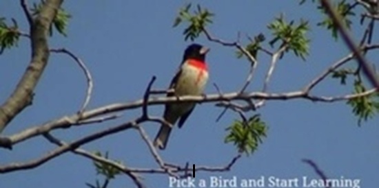 rose-breasted grosbeak
