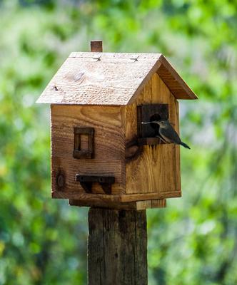 cedar bird house