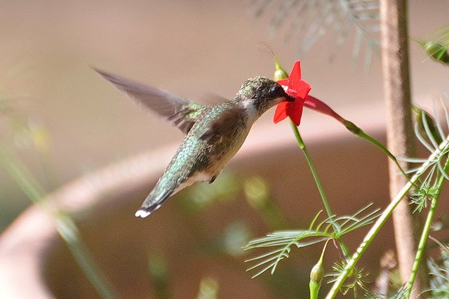 hummingbird on flower