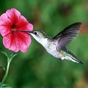 Ruby-throated Hummingbird