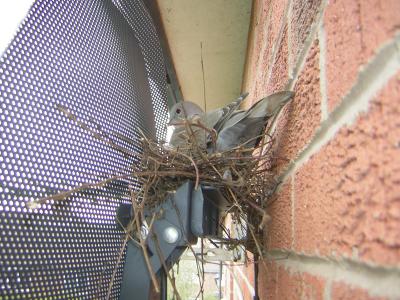 Dove Nest on Satellite Dish - Incubating Eggs