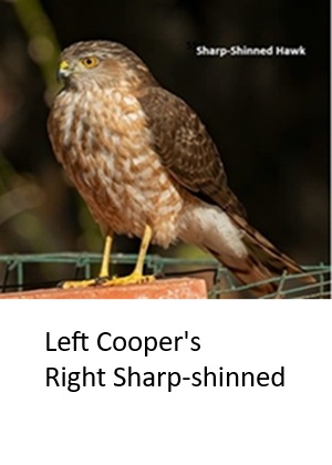 Sharp-shinned Hawk