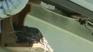 showing position of bird cam to nesting shelf
