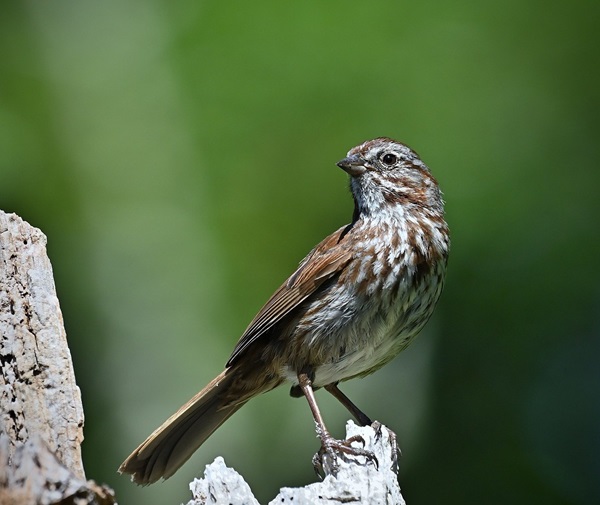 Song Sparrow