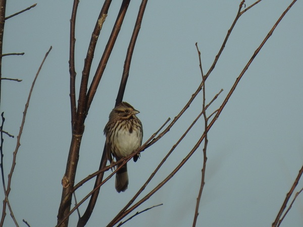 Song Sparrow