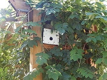 Spar-O-Door Trap
