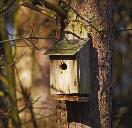 An old sparrow bird house nailed to a tree