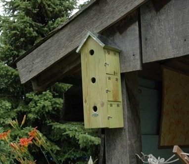 sparrow-bird-house