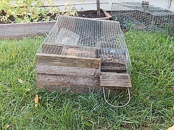 sparrow bait trap