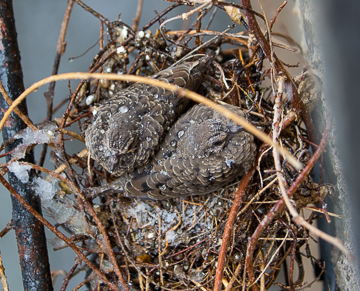 Baby Doves in the Snow