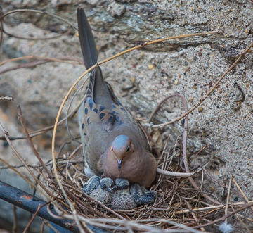 First Glimpse of Babies!