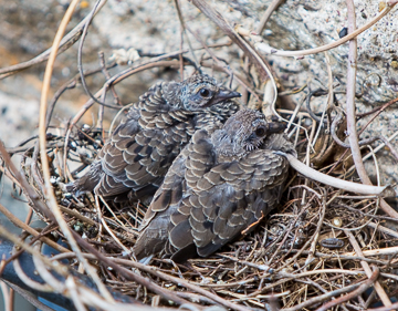 Babies all Alone in the Snow
