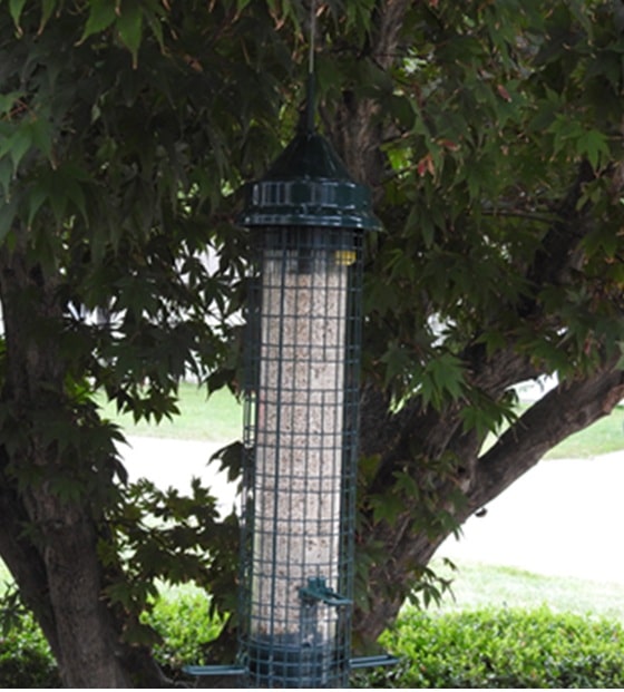 squirrel buster thistle feeder filled with sunflower chips for downy woodpeckers