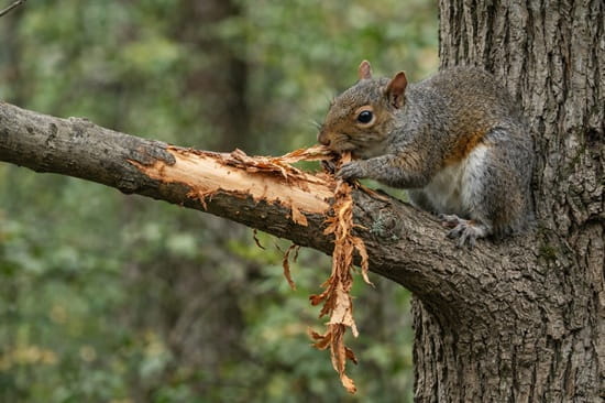 A gray squirrel is gnawing on tree bark.
