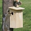 squirrel house