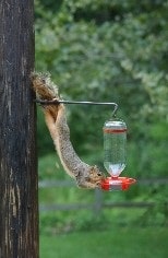 squirrel on hummingbird feeder