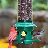 squirrel proof feeders