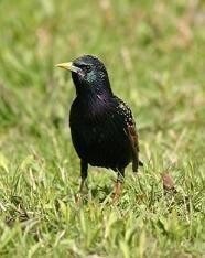 European Starling