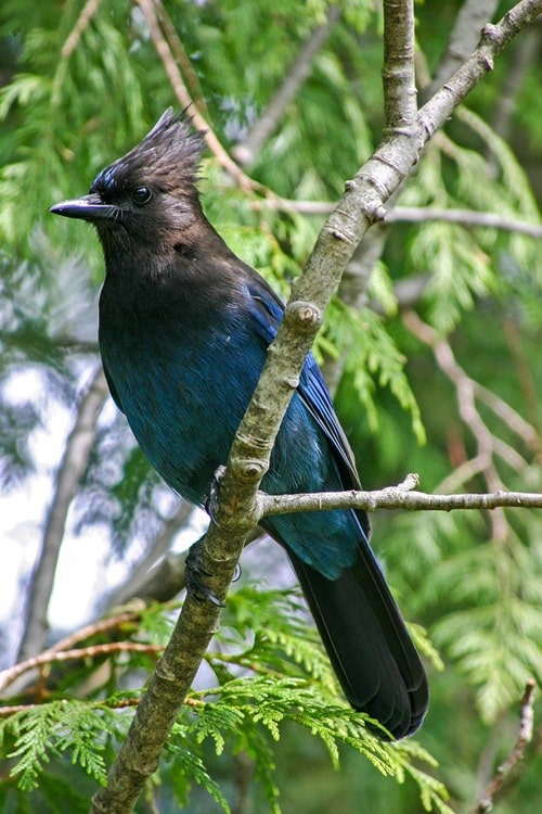 steller's jay