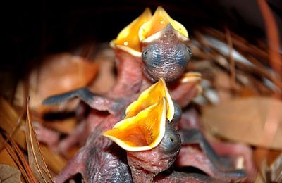 The Purple Martin Junior Choir