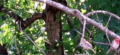Male and Female Logan Wren