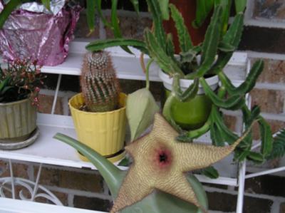 mother dove and  baby