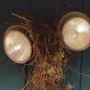 Nest on Security Lights