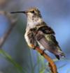 Perching Hummingbird