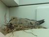 Nesting Dove