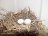 Blurry Dove Eggs