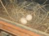 Two Dove Eggs in Windowsill Nest
