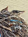 Baby Robin Birdies