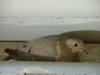 May 27, 2011 dove in nest