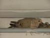 07-12-11 adult and baby doves