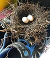 Well made dove nest with two eggs