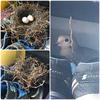 Collage of nest, eggs and dove 