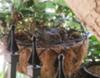 Baby Doves about 6 days old ready to leave basket