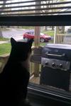 Cat Watching Doves