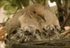 Mother dove with babies days after hatching