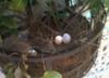 dove eggs before hatching