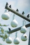 Martins perch over the nesting gourds on July 20. Our first colony of purple martins.