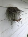 Now, an empty Robin’s nest