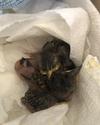 Carolina Wren Babies