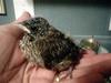 Baby House Finch