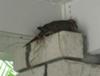 mourning dove nest in corner of carport