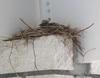 Baby Dove in Carport Nest