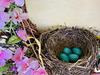 Four Robin Eggs in Nest