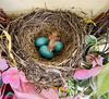 Robin Hatching Out of Egg